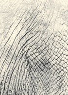 4'x6' Radiance High End Turkey Machine Made Area Rug